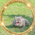 @China- bully-long - @hongwei6579 - Instagram