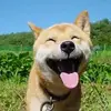 Ching Liu - @chingliu7 - TikTok