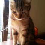 Ching Pei Weng - @chingweng - Instagram
