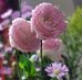 Ching Wu - Facebook