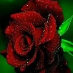 Chinmay Chatterjee - @chinmaychatterjee77 - Instagram