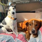Bailey & Chip - @chip_and_bailey - Instagram