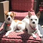 Chip & Bailey 🐾 - @chipandbails_ - Instagram