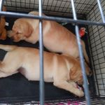 Chip and Bailey - @chip.and.bailey - Instagram
