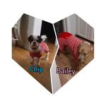 chip and bailey - @chipandbailey13 - Instagram