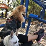 Chip 🦊Bailey’s🐶 & Mishi🐱 - @chip_baileys_mishi_ - Instagram