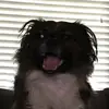 Chip Bates - @fenwaythedog - TikTok