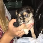 Bentley - @bentleythechipom - Instagram