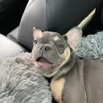 Bentley - @bentley_loves_chips - Instagram
