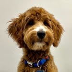 Bentley - @bentleychipup - Instagram