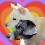 🐶 Chippy and Miso 🐕 - @miso.chip.from.the.block - Instagram