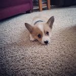 @chip_block_the_corgi - Instagram