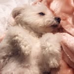 Chipperthedog❤️ - @chipperbonner - Instagram