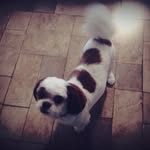 Chip - @chip___bradley - Instagram