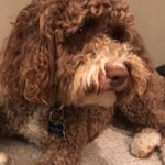 Chip - @chip_carey - Instagram