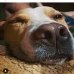 chip Carter❤ - @chip_the_doge_ - Instagram