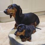 Chip & Cooper - @minichipspics - Instagram