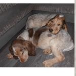 Chip & Cooper🐶🐶 - @sabel_cockerbrothers - Instagram