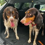 Chip and Cooper - @cooper.chip.thebritts - Instagram