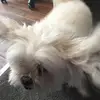 Chip and cooper - @chipandcooper - TikTok