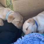 Chip Cooper Thomas Tyler - @chip_the__assistant_puppy - Instagram