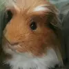 ChipandCooper1 - @chipandcooper1 - TikTok