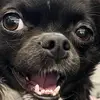 Chipoo Cooper - @chipoo.cooper - TikTok
