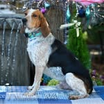 Cooper - @coopercornchip - Instagram