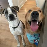 The Chip & Cooper Show 🐾🐾 - @chip.n.cooper - Instagram