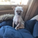 Chip - @_chipdiamond - Instagram