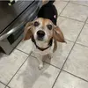 Chip - @chip.beagle - TikTok