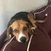 Chip The Beagle🐾⚡️ - @chipbeaglelife - TikTok