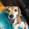 Chip the Beagle 🐾 - @chip.the.beagle - TikTok