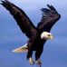 Eagle Chip - Facebook