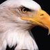 Eagle Chip - Facebook