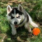 Chip Ellis - @chip_is_the_best - Instagram