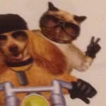 @_coco_chip_george - Instagram