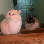Chip George - @scoops_kitten - Instagram