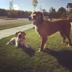 Chip N' George - @chipngeorge - Instagram