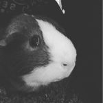 chip grant - @chip_the_chippy_ - Instagram