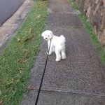 Chip Greene - @chip_the_dog5 - Instagram