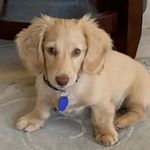 Dachshund Chip Dip - @green_eyed_chipolata - Instagram