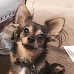Chip Hoover Stevens - @chip_stevens_official - Instagram