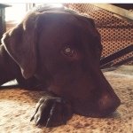 🐶Maggie Mocha Chip Hoover🐶 - @maggie_mochachip - Instagram