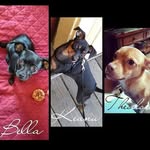 Bella & Keanu - @chipingram23 - Instagram