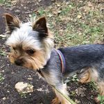 Привет меня зовут Чип - @chip_little_dog - Instagram
