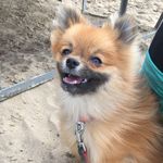 Чип-карликовый шпиц🐶 - @chip.littledog - Instagram