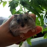 Чип (Chip) - @_chip_little_hamster - Instagram
