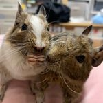チップとリトル - @_chip_little_ - Instagram
