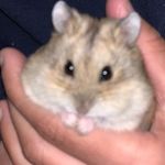 Chip - @chip_little_hamster - Instagram